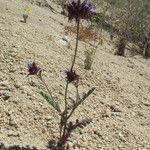 Salvia columbariae Habitus