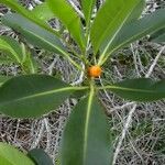 Ficus obliqua Habit