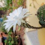 Echinopsis oxygona 花