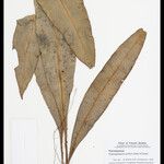 Elaphoglossum luridum Leaf