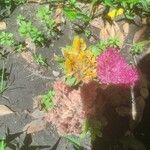 Celosia argenteaBlodyn