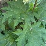 Heracleum mantegazzianum Blad