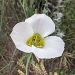 Calochortus gunnisonii Flower