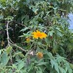 Tithonia diversifolia 花