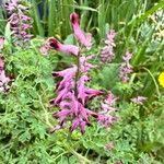 Fumaria officinalisFleur