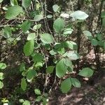 Prunus × fruticans Folla