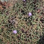 Limonium articulatum Blatt