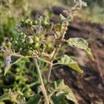 Solanum tettense Fruit