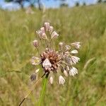 Allium oleraceumFlower