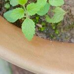 Ageratum conyzoidesLeaf