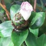 Costus afer Λουλούδι