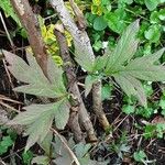 Paeonia ludlowii Yaprak