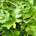 Heracleum sphondylium Blatt