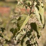 Solanum lycocarpum Fuelha