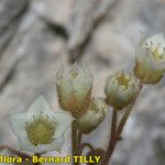 Sedum fragrans Frucht