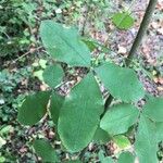 Laburnum anagyroides Feuille