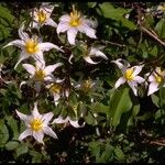 Erythronium montanum Fiore