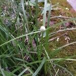 Kyllinga brevifolia Blomma