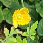 Papaver cambricum Bloem