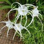 Hymenocallis littoralis Flor