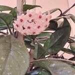 Hoya carnosa Цвят