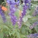 Salvia farinaceaBlomst