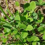 Medicago coronata برگ