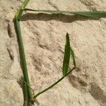 Polypogon viridis Blatt