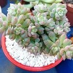 Echeveria QuerênciaLapas