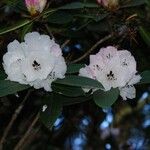 Rhododendron pachytrichum Λουλούδι