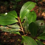 Erythroxylum amazonicum برگ