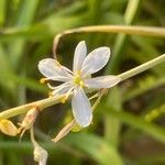 Anthericum ramosum 花