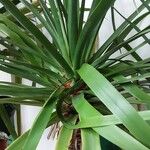 Dracaena draco Leaf