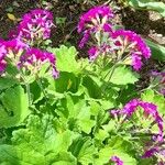 Primula polyneura Alkat (teljes növény)