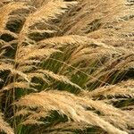 Achnatherum calamagrostis Blüte