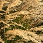 Achnatherum calamagrostis Flower