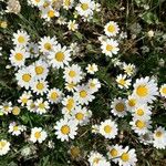 Anthemis arvensis 花