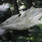 Cyrtogonone argentea Blatt