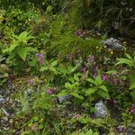 Pedicularis gracilis Yeri