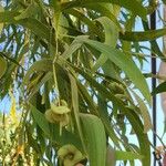 Acacia auriculiformis Fruit