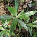 Artemisia suksdorfii Leaf