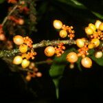 Sorocea affinis Gyümölcs