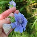 Cichorium endiviaŽiedas