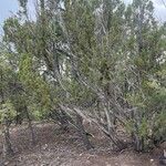 Juniperus monosperma برگ