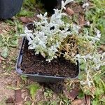 Cerastium biebersteinii Hoja