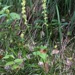 Carex leersii Flor