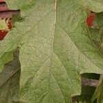 Solanum carolinense Hoja