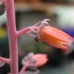 Echeveria bicolor Floro