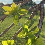 Combretum erythrophyllum Folha