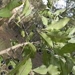 Sideroxylon lycioides Hábito